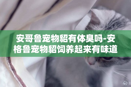 安哥魯寵物貂有體臭嗎-安格魯寵物貂飼養起來有味道么？