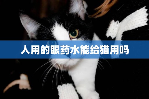 人用的眼藥水能給貓用嗎