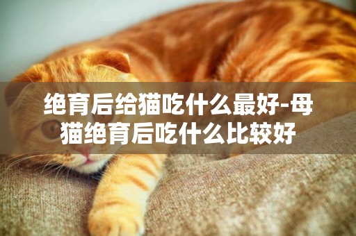 絕育后給貓吃什么最好-母貓絕育后吃什么比較好