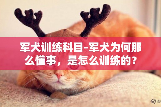 軍犬訓練科目-軍犬為何那么懂事，是怎么訓練的？