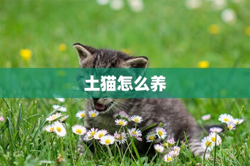 土貓怎么養