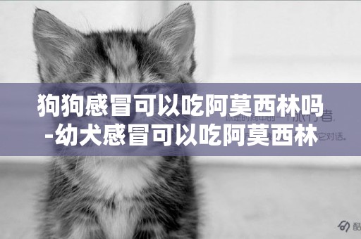 狗狗感冒可以吃阿莫西林嗎-幼犬感冒可以吃阿莫西林嗎
