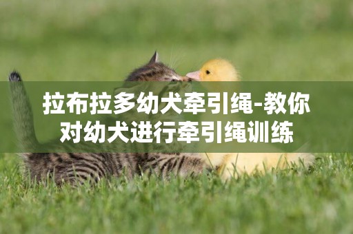 拉布拉多幼犬牽引繩-教你對幼犬進行牽引繩訓練