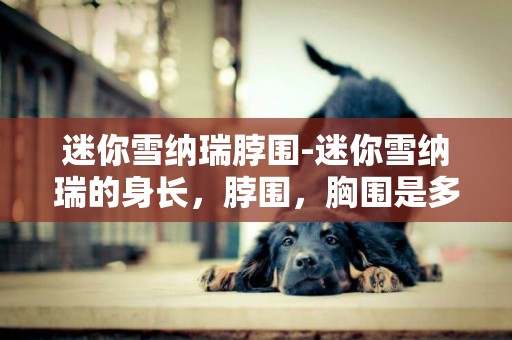 迷你雪納瑞脖圍-迷你雪納瑞的身長，脖圍，胸圍是多少？