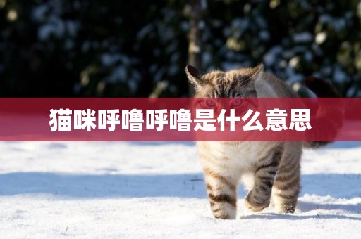 貓咪呼嚕呼嚕是什么意思
