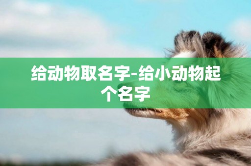 給動物取名字-給小動物起個名字