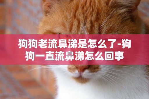 狗狗老流鼻涕是怎么了-狗狗一直流鼻涕怎么回事