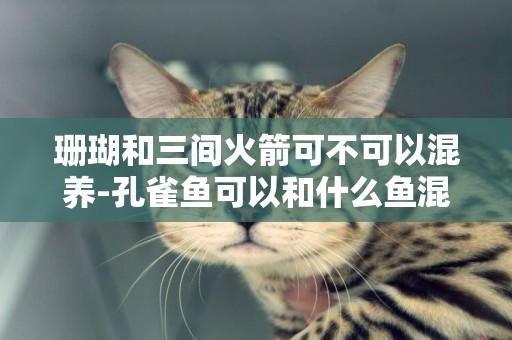 珊瑚和三間火箭可不可以混養-孔雀魚可以和什么魚混養?