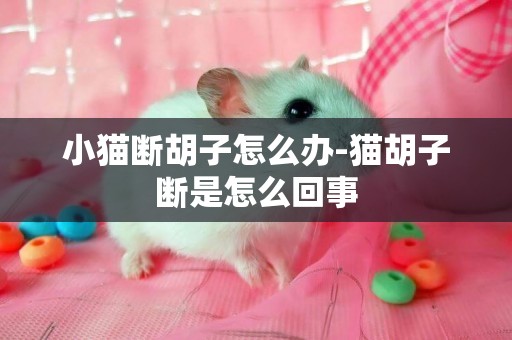 小貓斷胡子怎么辦-貓胡子斷是怎么回事