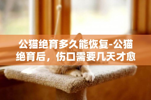 公貓絕育多久能恢復-公貓絕育后，傷口需要幾天才愈合？