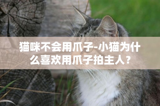 貓咪不會用爪子-小貓為什么喜歡用爪子拍主人？