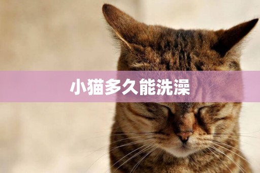 小貓多久能洗澡