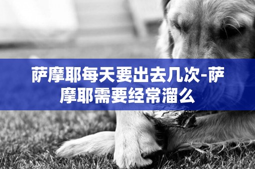 薩摩耶每天要出去幾次-薩摩耶需要經常溜么