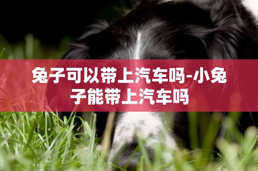 兔子可以帶上汽車嗎-小兔子能帶上汽車嗎