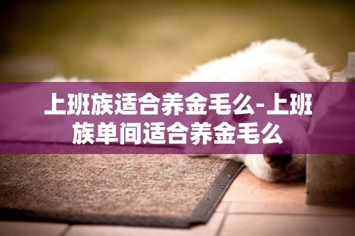 上班族適合養金毛么-上班族單間適合養金毛么