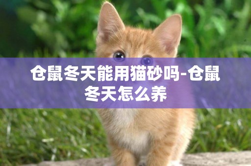 倉鼠冬天能用貓砂嗎-倉鼠冬天怎么養