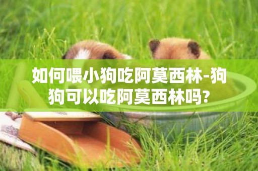 如何喂小狗吃阿莫西林-狗狗可以吃阿莫西林嗎?