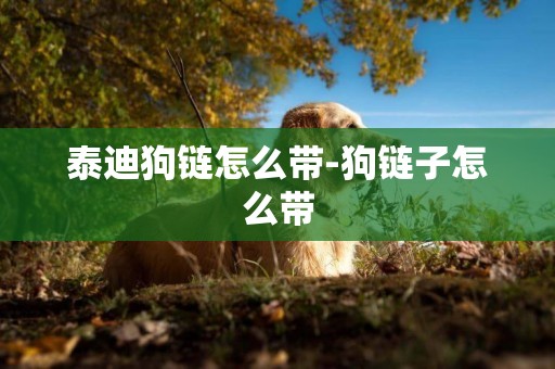 泰迪狗鏈怎么帶-狗鏈子怎么帶