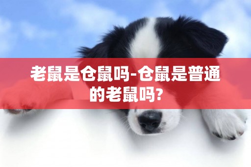 老鼠是倉鼠嗎-倉鼠是普通的老鼠嗎?