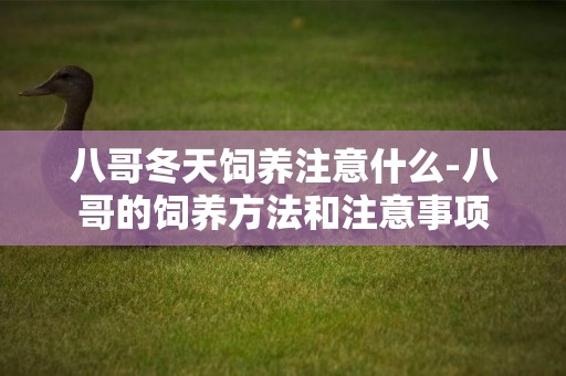 八哥冬天飼養注意什么-八哥的飼養方法和注意事項