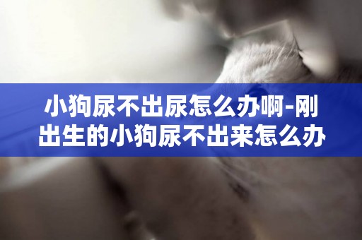 小狗尿不出尿怎么辦啊-剛出生的小狗尿不出來怎么辦