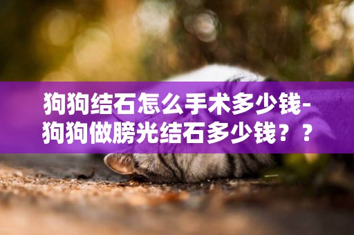 狗狗結石怎么手術多少錢-狗狗做膀光結石多少錢？？