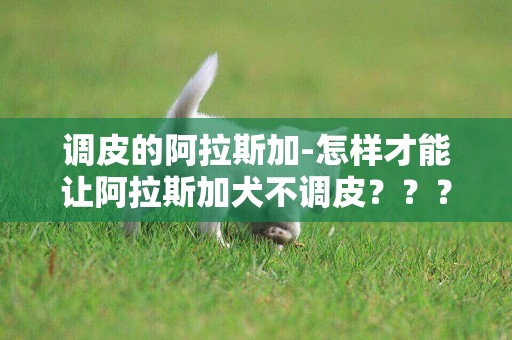 調皮的阿拉斯加-怎樣才能讓阿拉斯加犬不調皮？？？