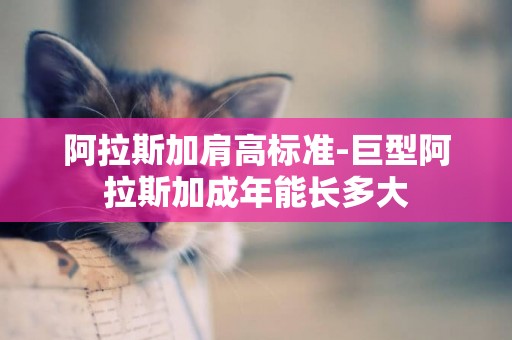 阿拉斯加肩高標準-巨型阿拉斯加成年能長多大