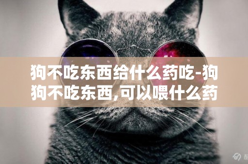 狗不吃東西給什么藥吃-狗狗不吃東西,可以喂什么藥