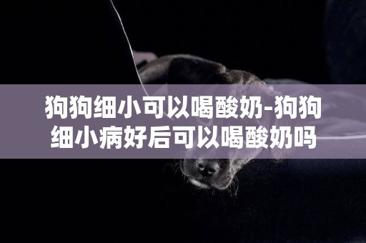 狗狗細小可以喝酸奶-狗狗細小病好后可以喝酸奶嗎