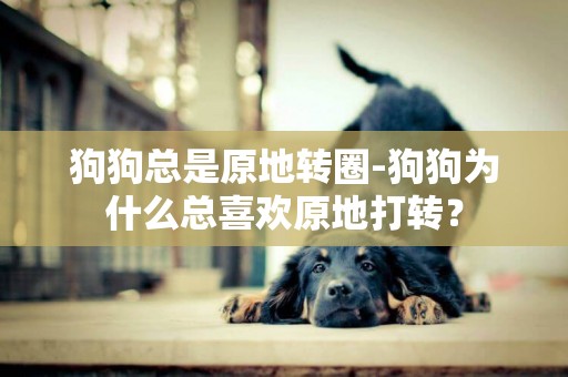 狗狗總是原地轉圈-狗狗為什么總喜歡原地打轉？