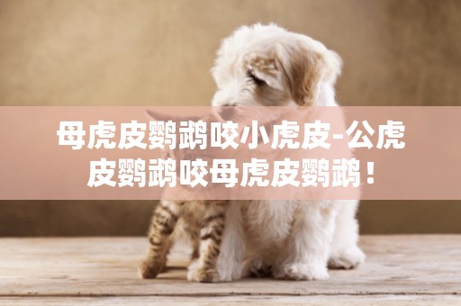 母虎皮鸚鵡咬小虎皮-公虎皮鸚鵡咬母虎皮鸚鵡！