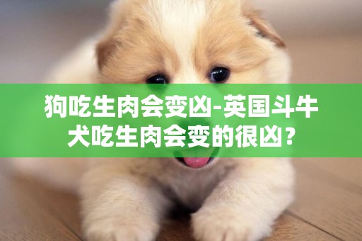 狗吃生肉會變兇-英國斗牛犬吃生肉會變的很兇？