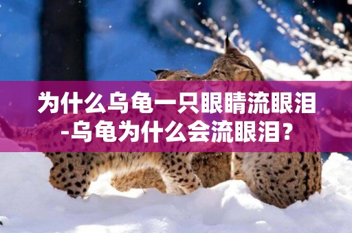 為什么烏龜一只眼睛流眼淚-烏龜為什么會流眼淚？