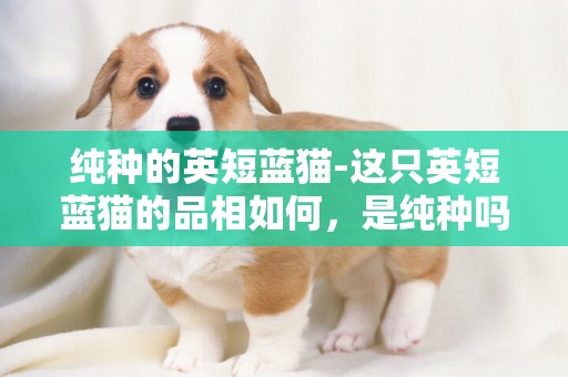純種的英短藍貓-這只英短藍貓的品相如何，是純種嗎？