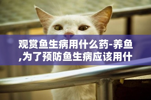 觀賞魚生病用什么藥-養魚,為了預防魚生病應該用什么藥?
