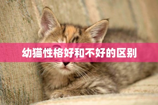 幼貓性格好和不好的區別