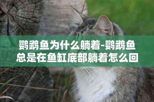 鸚鵡魚為什么躺著-鸚鵡魚總是在魚缸底部躺著怎么回事？