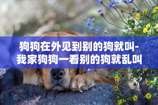 狗狗在外見到別的狗就叫-我家狗狗一看別的狗就亂叫