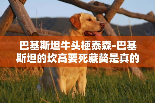 巴基斯坦牛頭梗泰森-巴基斯坦的坎高要死藏獒是真的嗎