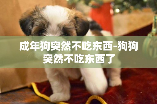 成年狗突然不吃東西-狗狗突然不吃東西了