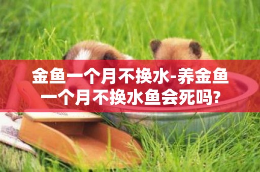 金魚一個月不換水-養金魚一個月不換水魚會死嗎?