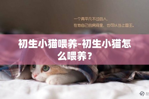 初生小貓喂養-初生小貓怎么喂養？