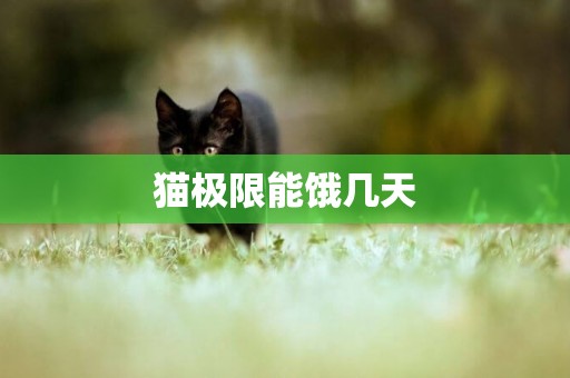 貓極限能餓幾天