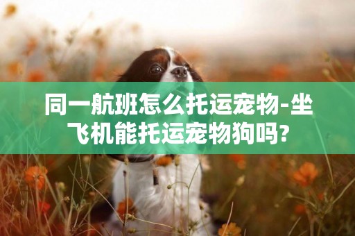 同一航班怎么托運寵物-坐飛機能托運寵物狗嗎?
