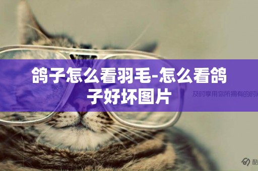 鴿子怎么看羽毛-怎么看鴿子好壞圖片