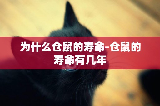 為什么倉鼠的壽命-倉鼠的壽命有幾年
