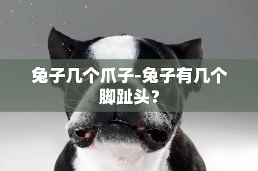 兔子幾個爪子-兔子有幾個腳趾頭？