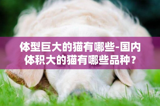 體型巨大的貓有哪些-國內體積大的貓有哪些品種？