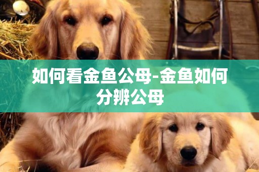如何看金魚公母-金魚如何分辨公母